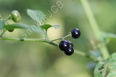 Solanum nigrum